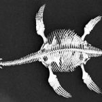 First Jurassic-Era “Fish Lizard” Fossil Found In India